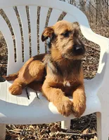 Harmony, a female Irish Terrier for sale in Waterloo, NY – Photo 3 of 8