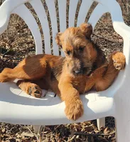 Harmony, a female Irish Terrier for sale in Waterloo, NY – Photo 7 of 8