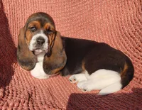 Goose, a male Basset Hound for sale in Waterloo, NY – Photo 8 of 8