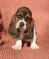 Goose, a male Basset Hound for sale in Waterloo, NY – Photo 3 of 8