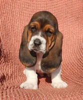 Goose, a male Basset Hound for sale in Waterloo, NY – Photo 1 of 8