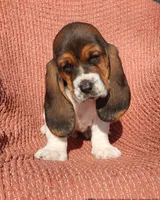 Goose, a male Basset Hound for sale in Waterloo, NY – Photo 7 of 8
