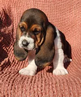 Goose, a male Basset Hound for sale in Waterloo, NY – Photo 6 of 8