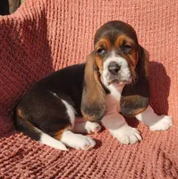 Goose, a male Basset Hound for sale in Waterloo, NY – Photo 5 of 8