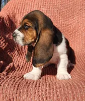 Goose, a male Basset Hound for sale in Waterloo, NY – Photo 4 of 8