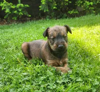 Leaf, a male Irish Terrier for sale in Waterloo, NY – 2 of 5