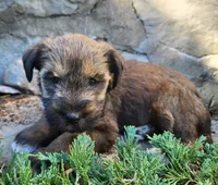 Bear, a male Tibetan Terrier and Irish Terrier for sale in Waterloo, NY – 4 of 4
