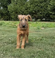 Haven, a female Irish Terrier for sale in Waterloo, NY – Photo 5 of 7
