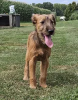 Haven, a female Irish Terrier for sale in Waterloo, NY – Photo 6 of 7