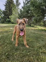 Haven, a female Irish Terrier for sale in Waterloo, NY – Photo 7 of 7