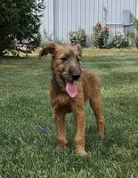 Haven, a female Irish Terrier for sale in Waterloo, NY – Photo 3 of 7
