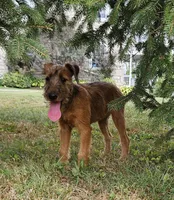 Haven, a female Irish Terrier for sale in Waterloo, NY – Photo 4 of 7