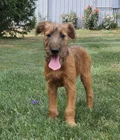 Haven, a female Irish Terrier for sale in Waterloo, NY – Photo 1 of 7
