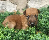 Ruby, a female Irish Terrier for sale in Waterloo, NY – 3 of 9