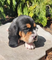 Goose, a male Basset Hound for sale in Waterloo, NY – Photo 4 of 7