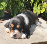 Goose, a male Basset Hound for sale in Waterloo, NY – Photo 6 of 7