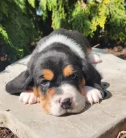 Goose, a male Basset Hound for sale in Waterloo, NY – Photo 1 of 7