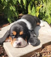 Goose, a male Basset Hound for sale in Waterloo, NY – Photo 5 of 7