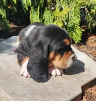 Goose, a male Basset Hound for sale in Waterloo, NY – Photo 3 of 7