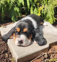 Goose, a male Basset Hound for sale in Waterloo, NY – Photo 7 of 7