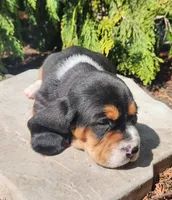 Goose, a male Basset Hound for sale in Waterloo, NY – Photo 2 of 7