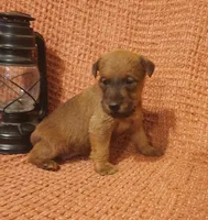Brook, a female Irish Terrier for sale in Waterloo, NY – 4 of 8