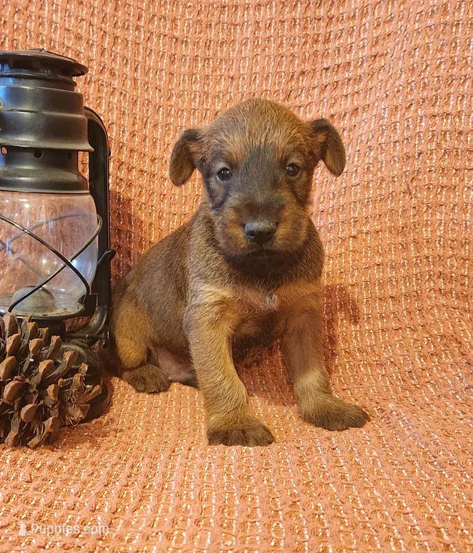 Clover – Irish Terrier puppy for sale in Waterloo, NY