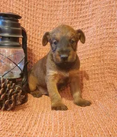 Clover, a male Irish Terrier for sale in Waterloo, NY – 1 of 6