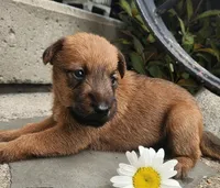 Ruby, a female Irish Terrier for sale in Waterloo, NY – 2 of 9