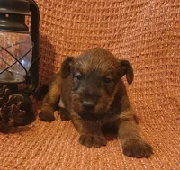 Clover, a male Irish Terrier for sale in Waterloo, NY – 4 of 6