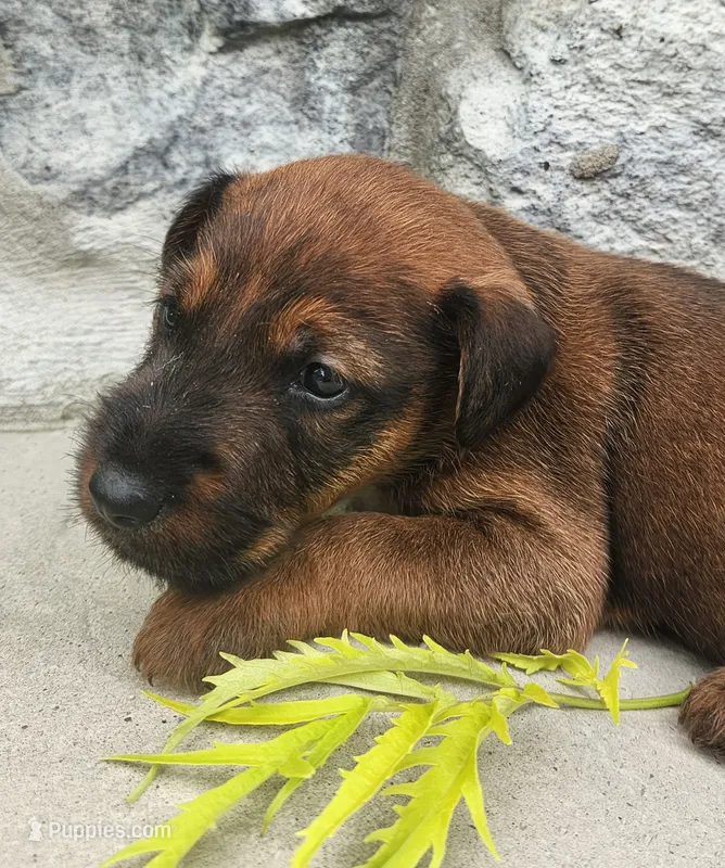 Roo – Irish Terrier puppy for sale in Waterloo, NY