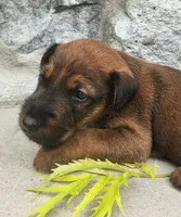 Roo, a male Irish Terrier for sale in Waterloo, NY – 1 of 5