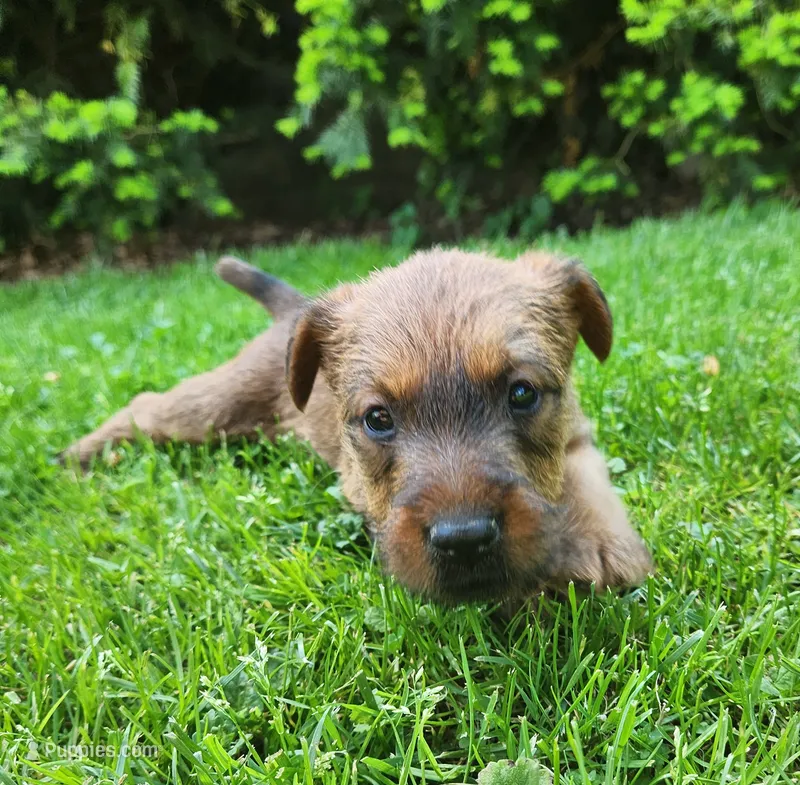 Daisy – Irish Terrier puppy for sale in Waterloo, NY