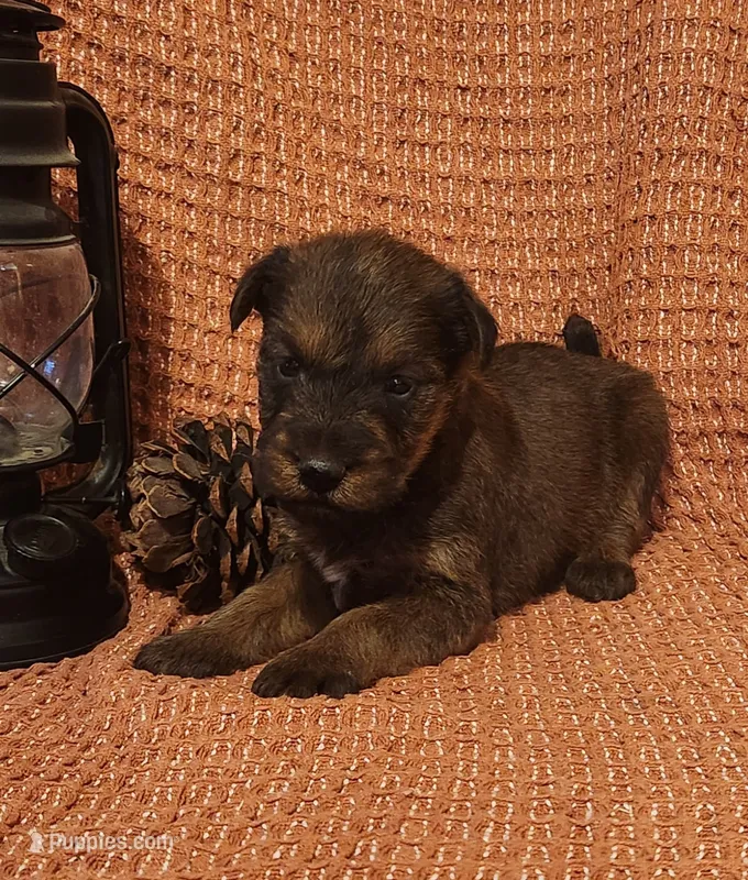 Sky – Irish Terrier puppy for sale in Waterloo, NY