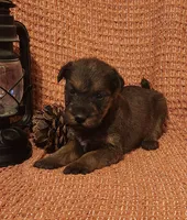 Sky, a male Irish Terrier for sale in Waterloo, NY – 1 of 3