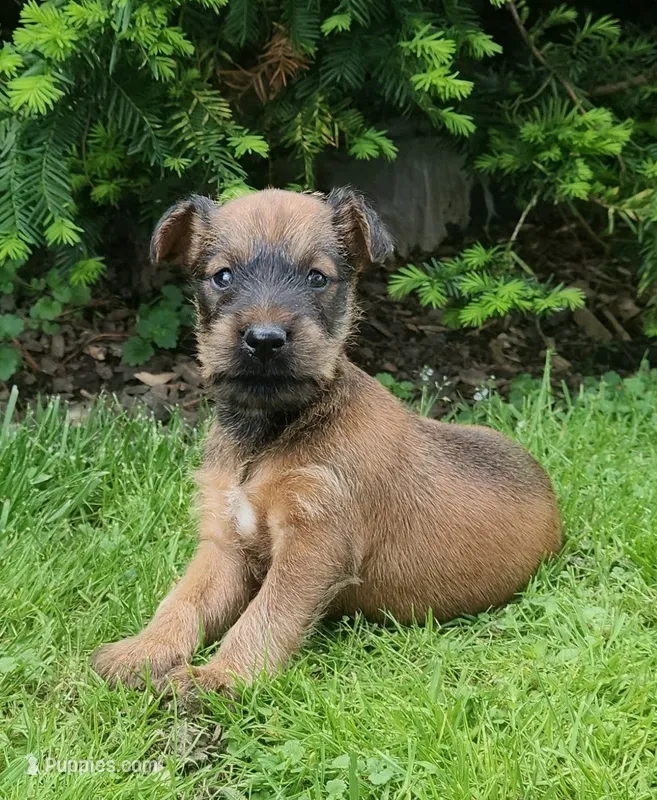 Leaf – Irish Terrier puppy for sale in Waterloo, NY