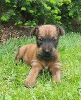 Leaf, a male Irish Terrier for sale in Waterloo, NY – 2 of 6
