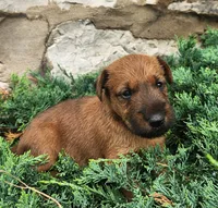 Ripley, a female Irish Terrier for sale in Waterloo, NY – 4 of 7