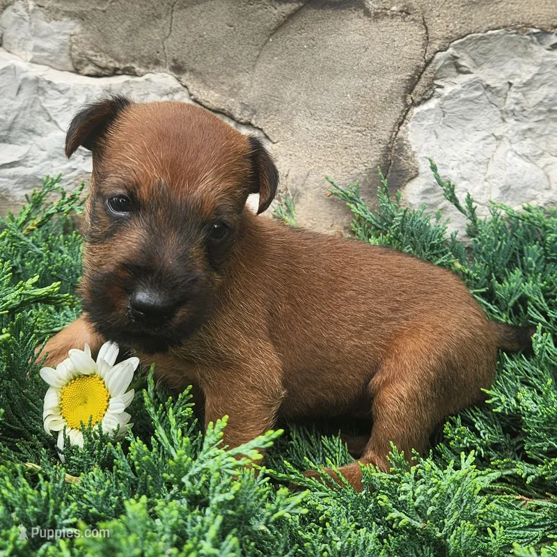 Roxie – Irish Terrier puppy for sale in Waterloo, NY