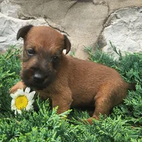 Roxie, a female Irish Terrier for sale in Waterloo, NY – 1 of 4
