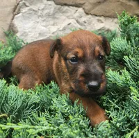 Roo, a male Irish Terrier for sale in Waterloo, NY – 5 of 5