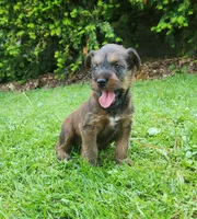 Sky, a male Irish Terrier for sale in Waterloo, NY – 5 of 8