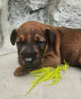 Roo, a male Irish Terrier for sale in Waterloo, NY – 3 of 5