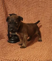 River, a female Irish Terrier for sale in Waterloo, NY – 5 of 5