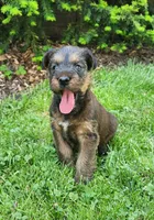Sky, a male Irish Terrier for sale in Waterloo, NY – 3 of 8