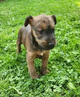 Leaf, a male Irish Terrier for sale in Waterloo, NY – 5 of 5