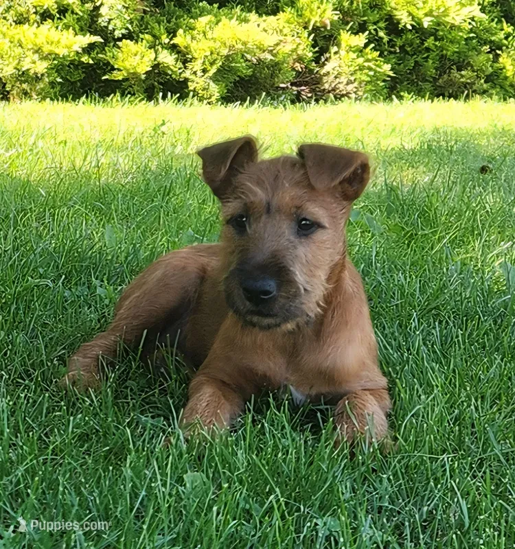 Daisy – Irish Terrier puppy for sale in Waterloo, NY