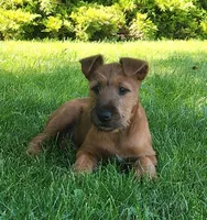 Daisy, a female Irish Terrier for sale in Waterloo, NY – 1 of 3