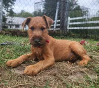 Rex, a male Irish Terrier for sale in Waterloo, NY – 2 of 5