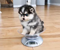 Atlas, a female Pomsky for sale in Kansas City, MO – 2 of 6